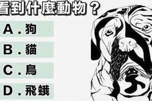 心理測試：你第一眼看到什麼動物？看你將來在感情上會有什麼危機