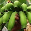 慘！香蕉產量過剩價格崩　10公斤只能換「1顆茶葉蛋」