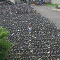 獨／違停破千台！oBike佔據台大拖吊場　罰款達5百萬