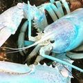 捕獲機率僅億分之一！加拿大漁民捕獲　夢幻「粉藍龍蝦」