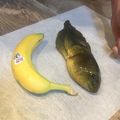美國博士生發現巨型蝌蚪　體型驚人超越香蕉！