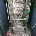 好慘！ATM故障過12天才修　55萬鈔票全被老鼠咬碎