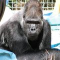 能用手語溝通！「全球最聰明大猩猩」壽終正寢　享年46歲