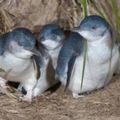 亂棍打死6隻「保育類神仙企鵝」免坐牢　動保團體怒批輕判