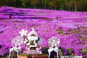 北海道粉紅地毯大爆發！全球最大規模芝櫻花海