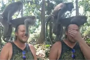 超尷尬！遊客忍痛被摳鼻　就怕壞猴侶「頭震」興致