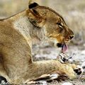 母獅罕見溫柔照顧剛出生不久的「小跳羚」，更保護牠免受其他獅子傷害，當知道「背後真相」後，大家都淚崩了！
