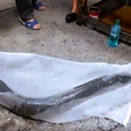 台民眾捕獲「23公斤超大尾鱸鰻」，有人出價25萬也不賣，覺得牠可能已有靈性「擇期放生」！