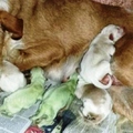 一隻狗媽媽誕下一堆小狗後，「狗寶寶的毛色」卻讓主人無法接受！網友們開始議論紛紛！