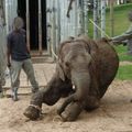 去泰國別再騎大象！部落客揭殘忍內幕