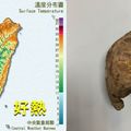 燒番薯！全台7縣市高溫警示 彰化破36度、台北破35度！