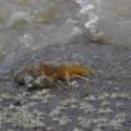 10萬隻「字紋弓蟹」寶寶回溯上岸 滿州生態奇景超療癒！