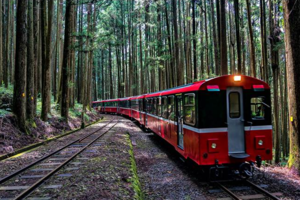 優閒好去處！阿里山森鐵10月增「水山支線」