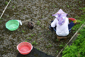 她曾是空姐 遠從台北到屏東滿州種雨來菇