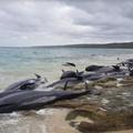 澳洲海灘驚傳鯨魚擱淺　畫面令人鼻酸