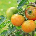 瘋傳吃「生番茄」含龍葵鹼有毒？農委會：建議吃熟成的