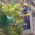 另類樂趣！公燈處忙「打芒果」　萬華民眾樂吃免錢水果