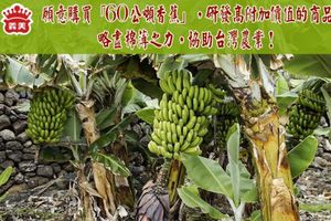義美收購「60噸香蕉」救蕉農　網友敲碗：做香蕉厚奶茶