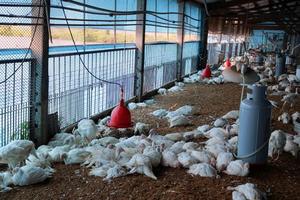 禽流感險保費 農委會補助一半