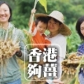 荔枝窩復耕唔賣荔枝 賣正宗本地薑