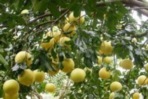 霜降時節 專家說有種水果可保存1到2個月