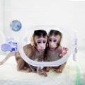 孫悟空「拔毛變猴」成真！　中國成功培育全球首隻複製猴