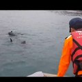 20多隻小虎鯨迷航 海巡出艇引導重返海洋