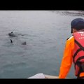 20多隻小虎鯨迷航 海巡出艇引導重返海洋