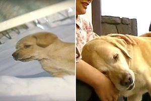 「我回來了」退休導盲犬回老家 隔11年重逢表現超感人《內有影片》