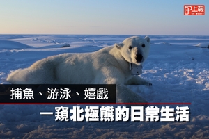【可愛片】捕魚、游泳、嬉戲　一窺北極熊的日常生活