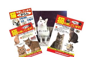 被強震嚇到奪窗而出！日本關西傳出多起「貓咪逃家」災情