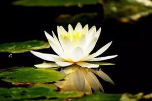 「蓮花」象徵著什麼？蓮花與佛教有著怎樣的關係？