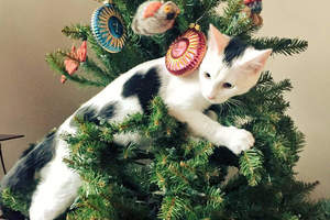 難道貓咪與聖誕節只能夠擇其一嗎