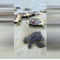 逾10隻綠蠵龜上岸產卵　慘遭剖腹取卵...四腳朝天棄屍海灘
