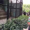 11天長假...上海動物園病號激增　「爆肥拉肚子」全送醫