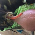 亞洲幼熊3公斤「毒舌」拖地　英國團隊動刀切除象皮病