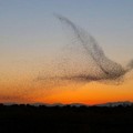 椋鳥群飛...10秒排成「巨鳥陣行」　男奪攝影金獎：電腦看才發現