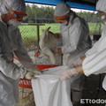 南市鵝場檢出H5N2高病原性禽流感　動保處撲殺1051隻鵝