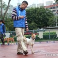 板橋動物之家訓練收容犬！發掘才能、提高認養率　化身好夥伴  