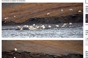 島上滿滿白點！　「230頭北極熊」家族聚會大吃擱淺鯨魚