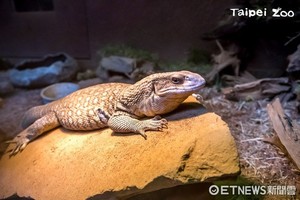 外溫動物會儲存溫度！怕冷跑去曬日光浴　天熱泡水降溫