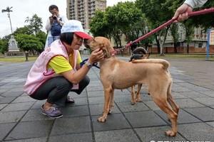 認養代替撲殺　歡迎民眾與毛小孩在平鎮新勢公園共渡週末