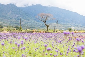 政府救觀光！7月底前到花蓮玩一人一天補助500元