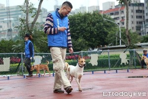 板橋動物之家訓練收容犬！發掘才能、提高認養率　化身好夥伴  