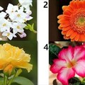 心理測試：選一朵你喜歡的花顏色，看你最近會有什麼偏財運