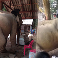泰國大象知道主人去世後掙脫繩子爆衝，原來牠是到靈堂做「這個舉動」，大家看到都淚崩了！