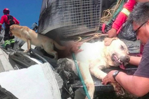 這隻搜救犬在厄瓜多爾地震區搜出「7名生還者」，「生命最後一刻」仍在執行任務讓人動容！