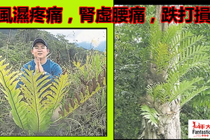 【草草療事】它能治風濕疼痛，腎虛腰痛，跌打損傷，小兒疳積..