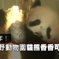 【影片】睽違30年！　日本上野動物園貓熊香香可愛亮相