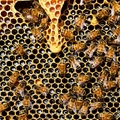 美兩屁孩蓄意破壞養蜂場　50萬蜜蜂慘死